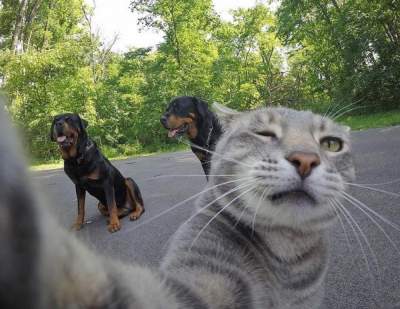 В сети появились забавные селфи кота с собаками
