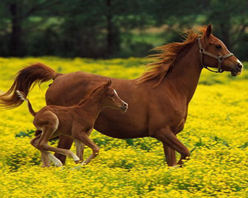 ДНК лошади имеет много общего с человеческой