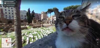 В Сети отыскали кошку, угодившую на панораму Google