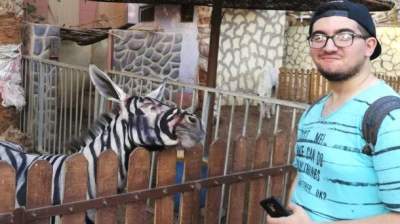 Умора: в зоопарке Каира ослов выдавали за зебр