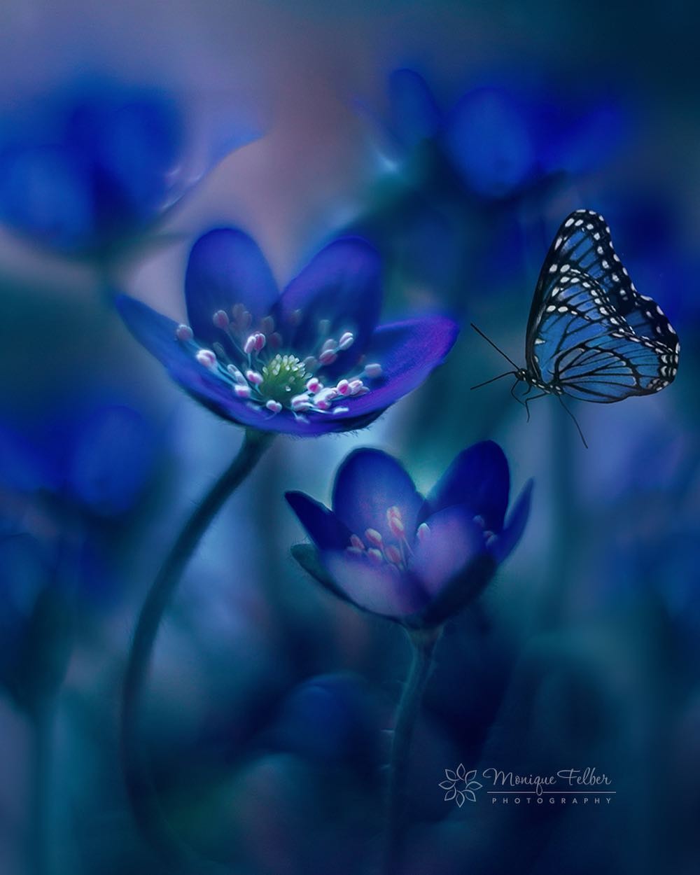 Макроснимки бабочек и цветов от Моник Фелбер. ФОТО