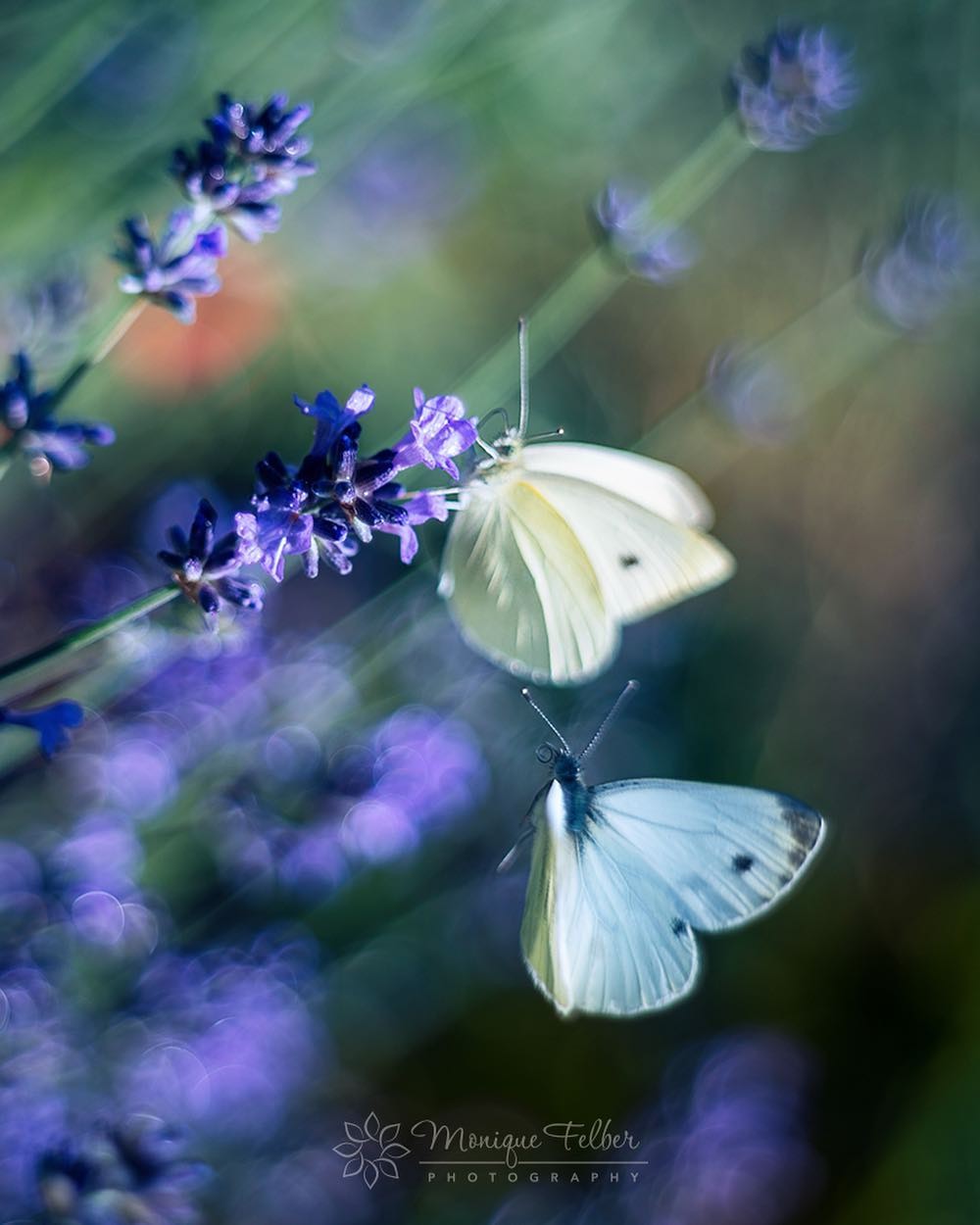 Макроснимки бабочек и цветов от Моник Фелбер