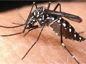 Опасный комар-убийца подобрался к границам Украины 
