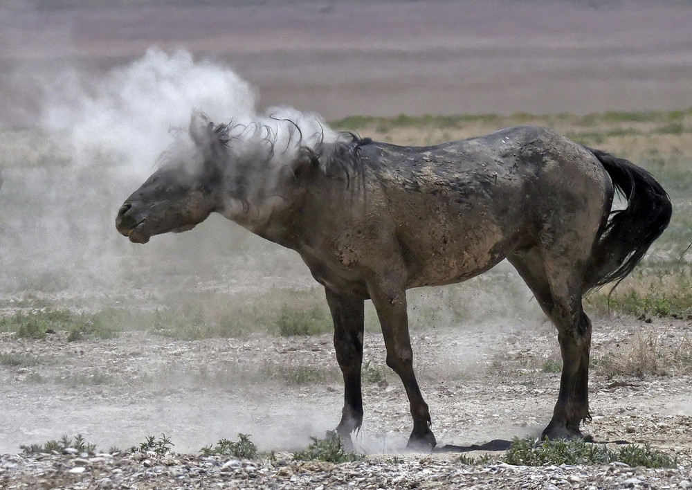 Дикие лошади страдают от засухи