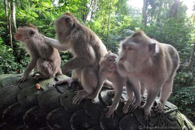 Так выглядит самый известный обезьяний лес. Фото