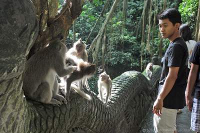 Так выглядит самый известный обезьяний лес. Фото