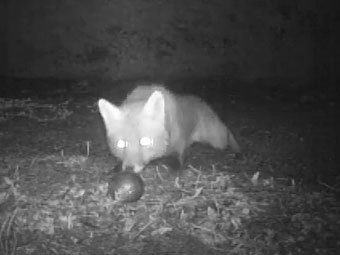 Французского лиса уличили в краже шаров для петанка