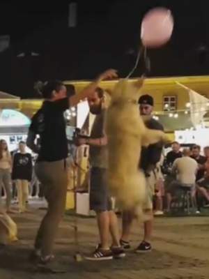 Забавные игры собаки с воздушным шариком повеселили Сеть