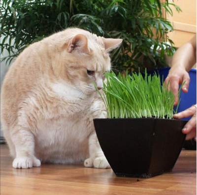 Пора на диету: Сеть покорил «слегка» располневший кот