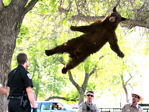 Голодного и перепуганного медведя, который забрёл в студгородок, спецслужбам пришлось сбивать с дерева