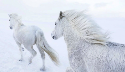 Фотограф создал сказочную серию с Исландскими лошадьми. Фото 