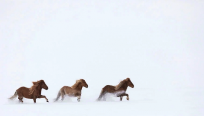 Фотограф создал сказочную серию с Исландскими лошадьми. Фото 