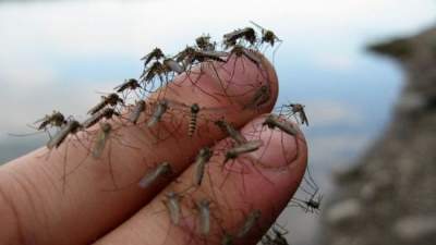 Город мечты: мэр французского города запретил комаров