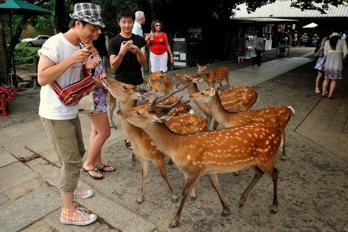 Японский город Нара, по которому гуляют сотни оленей. ФОТО