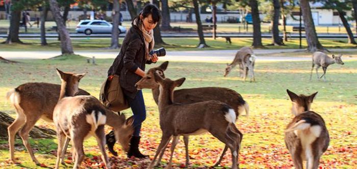 Японский город Нара, по которому гуляют сотни оленей