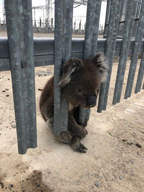 Коала уже не в первый раз застряла головой в заборе