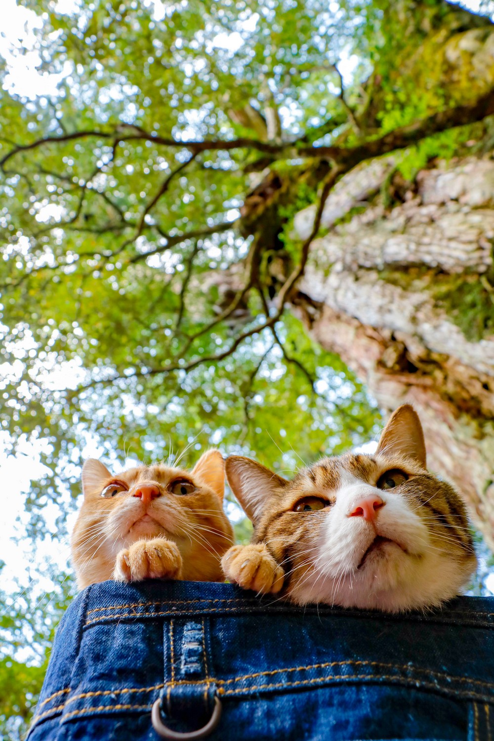 Two traveling cats from Japan