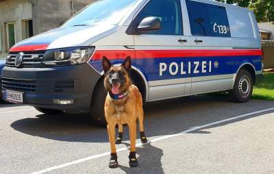 "Комиссар Рекс доволен": в Австрии полицейских собак обули в "кеды"