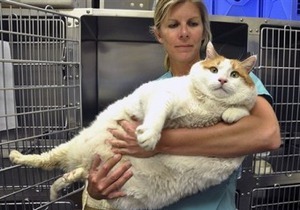 В США умер самый толстый кот