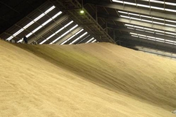Украина может установить антирекорд по урожаю пшеницы 