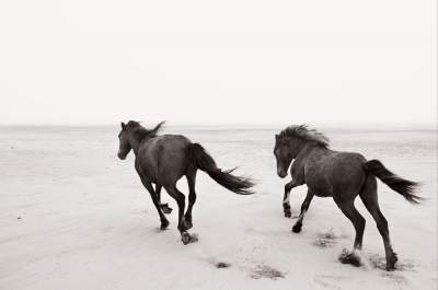 Сказочные снимки лошадей, живущих в экстремальных условиях. Фото
