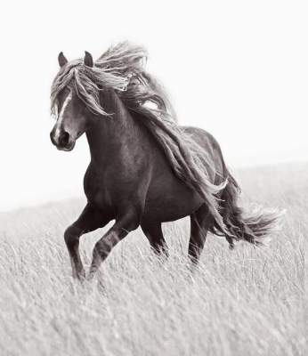 Сказочные снимки лошадей, живущих в экстремальных условиях. Фото