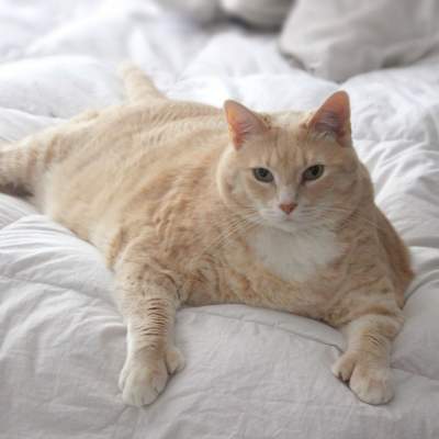 Пора на диету: Сеть покорил «слегка» располневший кот