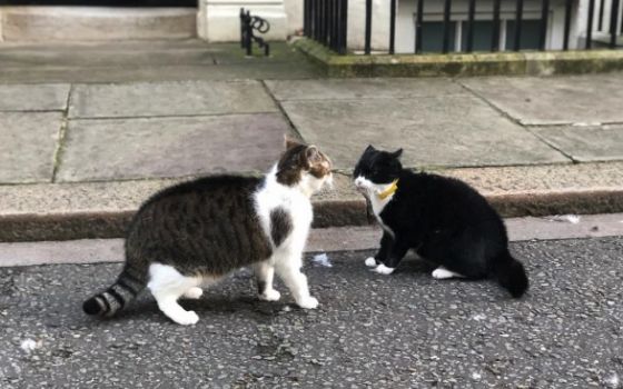 В Лондоне подрались два министерских кота