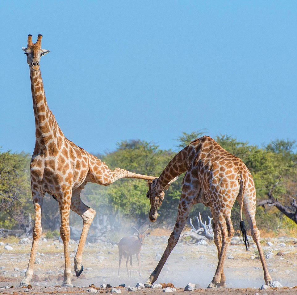 Битва двух жирафов в Намибии