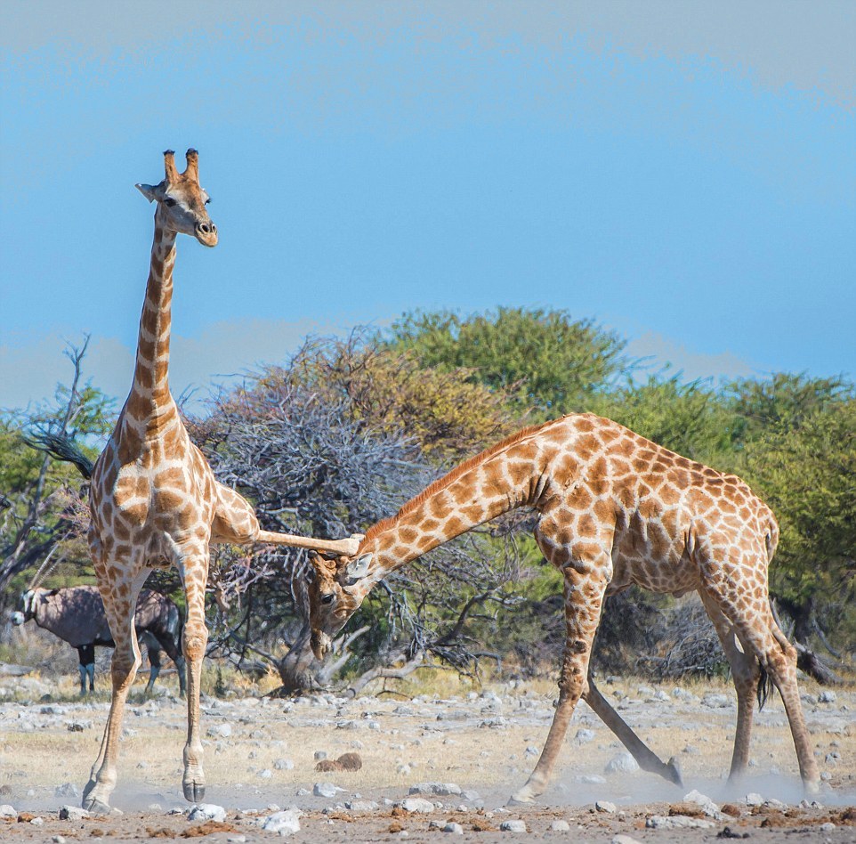 Битва двух жирафов в Намибии