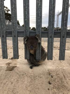 В Австралии спасатели трижды приходили на помощь невезучей коале