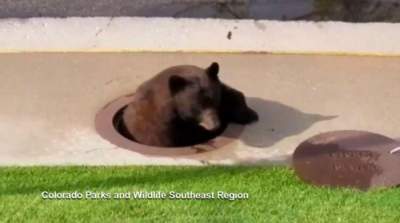 В США медведь в канализации не на шутку удивил коммунальщиков
