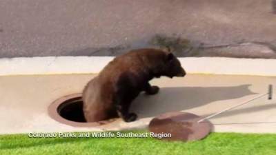 В США медведь в канализации не на шутку удивил коммунальщиков