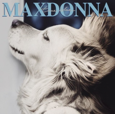 Умора: в Сети отыскали собаку-«двойника» Мадонны