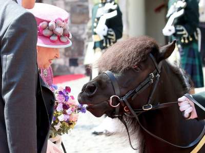 «Самый невежливый пони в мире» не сдержался перед Елизаветой II