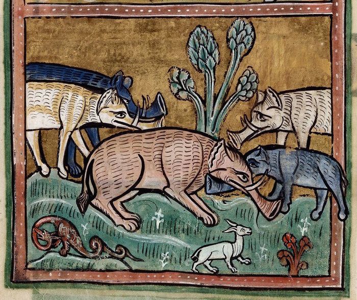 Как выглядел слон на средневековых рисунках