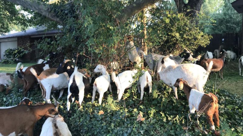 Удравшие с поля 118 коз объели спальный район