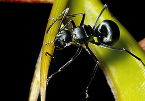 Биологи уличили хищное растение в сотрудничестве с муравьями