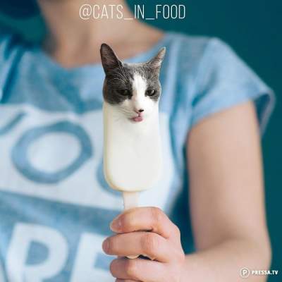 Коты и еда: уморительные фотки, сделанные с помощью фотошопа