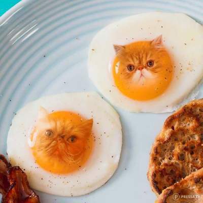 Коты и еда: уморительные фотки, сделанные с помощью фотошопа