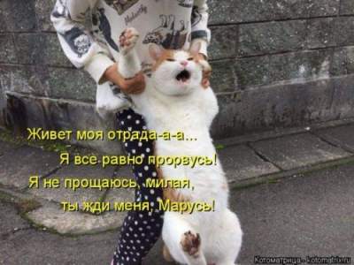 Смешные коты, удивляющие нестандартным поведением