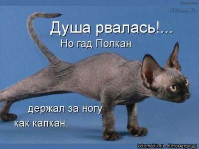 Смешные коты, удивляющие нестандартным поведением