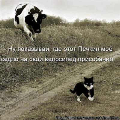 Смешные коты, удивляющие нестандартным поведением