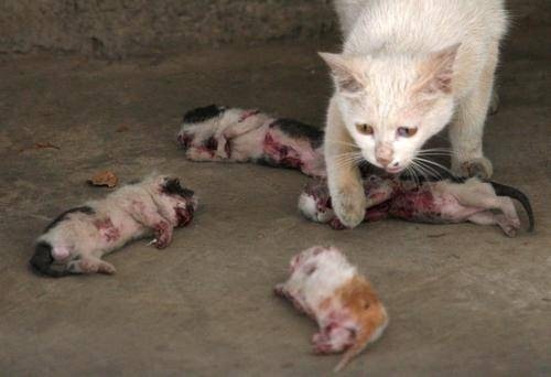В Крыму дворник жестоко расправилась с месячными котятами на глазах у детей 