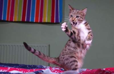Всемирный день котов: самые смешные фотки пушистиков
