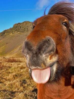 Забавные фотки лошадей, умеющих улыбаться