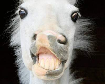Забавные фотки лошадей, умеющих улыбаться