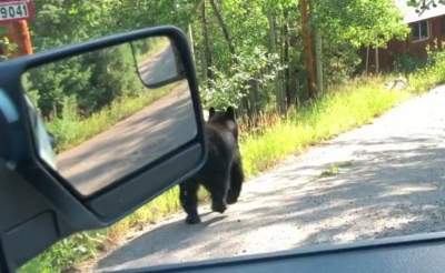 В США медведь полакомился бананами, оставленными в авто