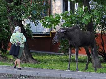 На востоке Москвы усилено патрулирование мест возможного появления лосей  