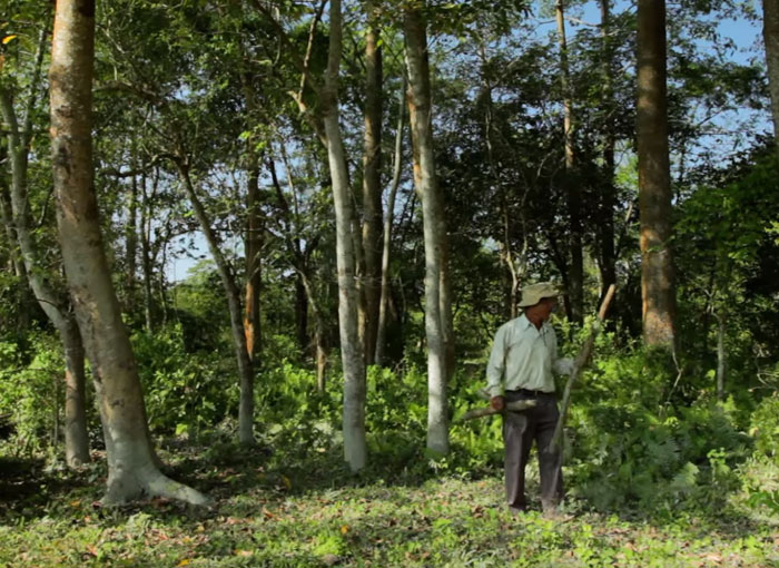 По дереву в день в течение 40 лет: мужчина в одиночку посадил лес